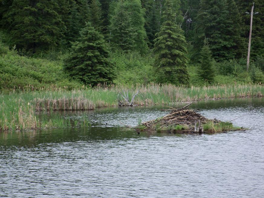 Beaver Dam 1