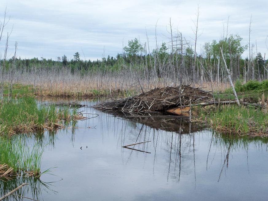 Beaver Dam 2