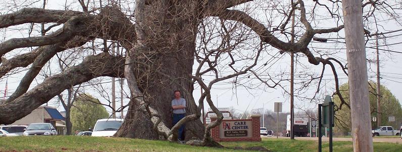 Old Tree, gigantic