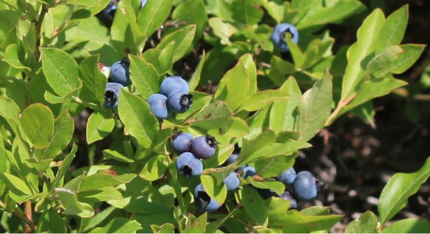 Blueberries, thanks to Louise Smith