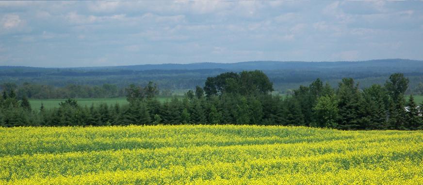 Canola