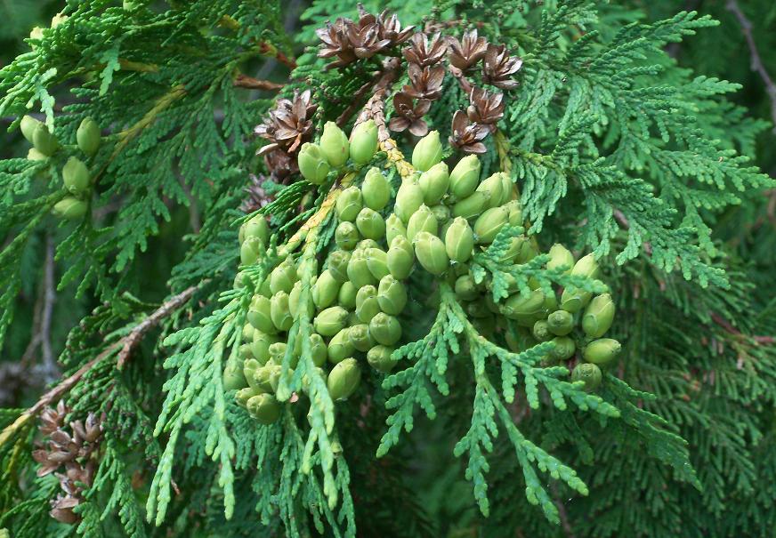 Cedar Buds