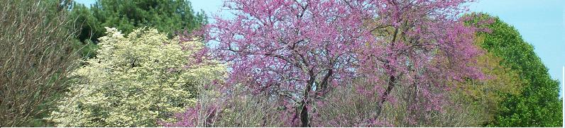 Treetops scene, colourful