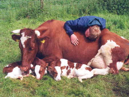 Veterinarian with dairy cow giving birth