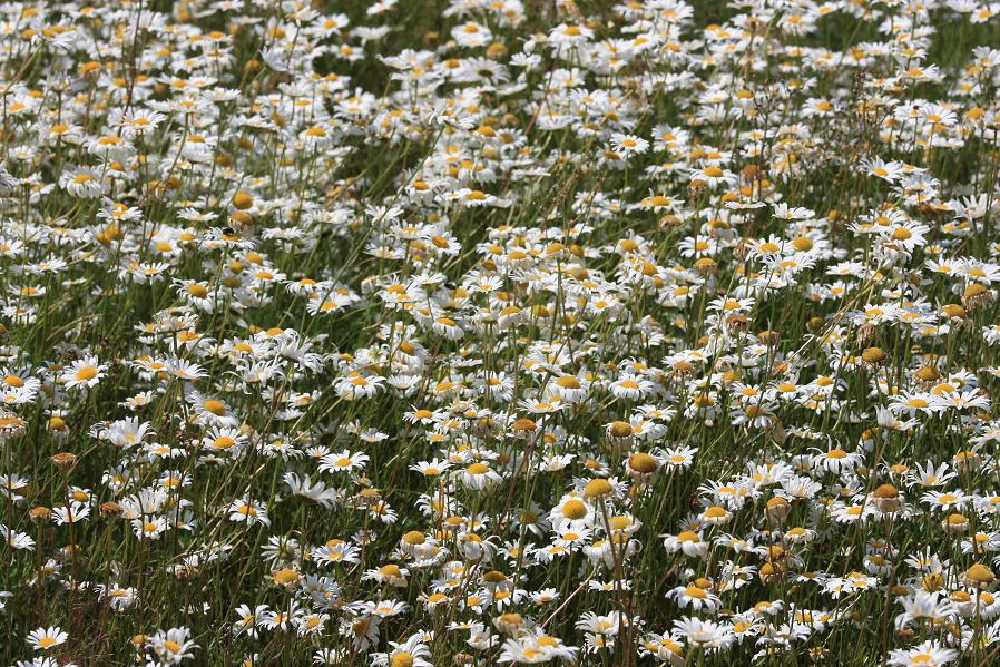 Daisies, thanks to Louise Smith