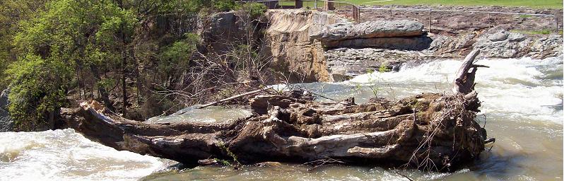 Driftwood