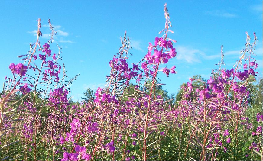 Fireweed Field