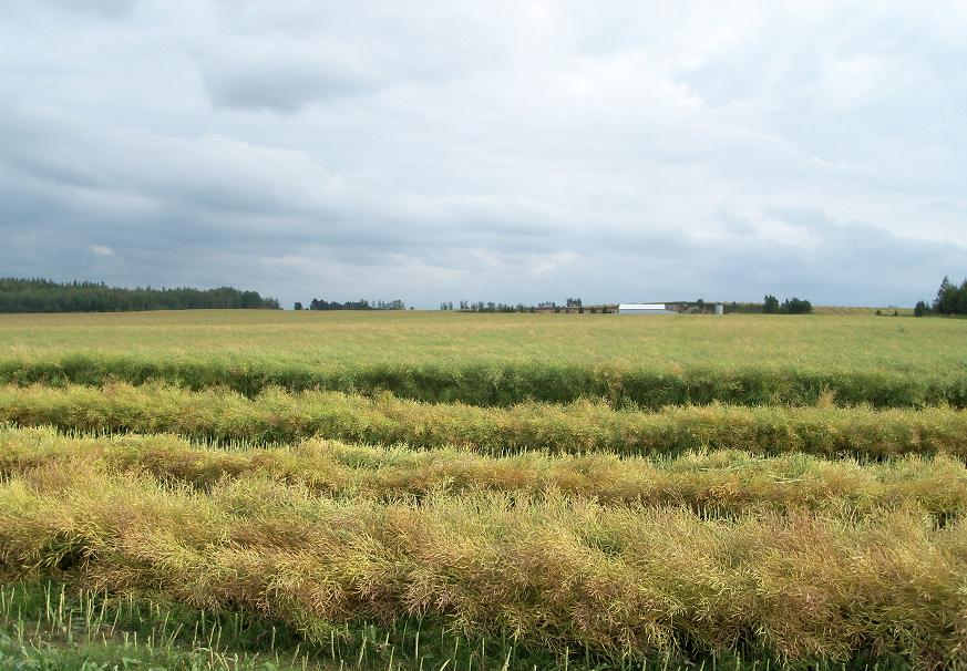 Harvest Field