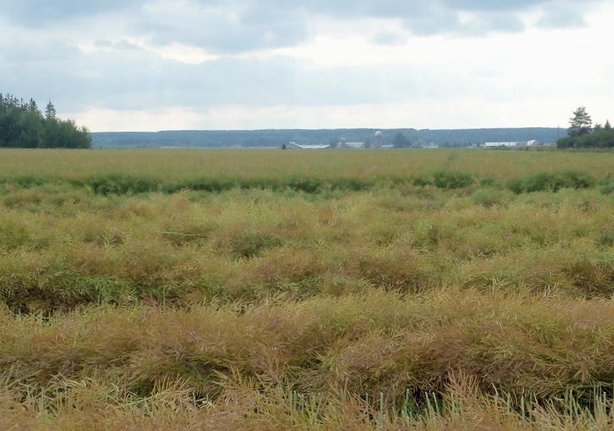 Harvest Field