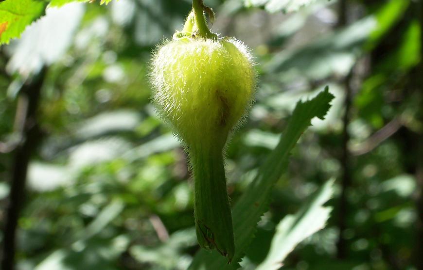 Hazel Nut