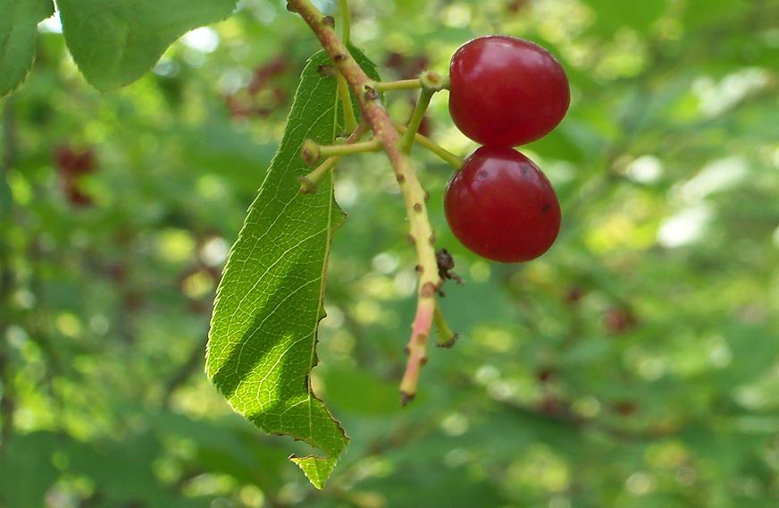 Pair of Reds