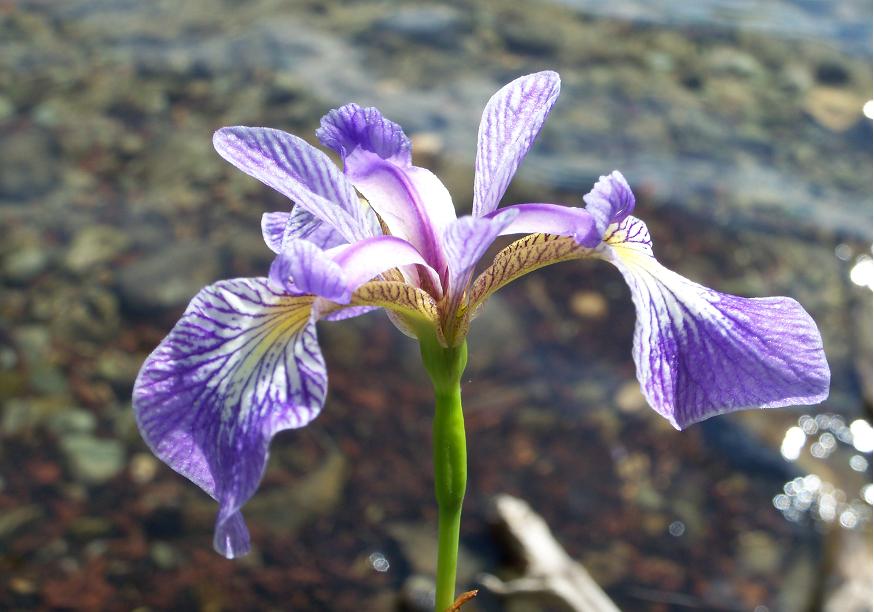 Perfect Wild Iris