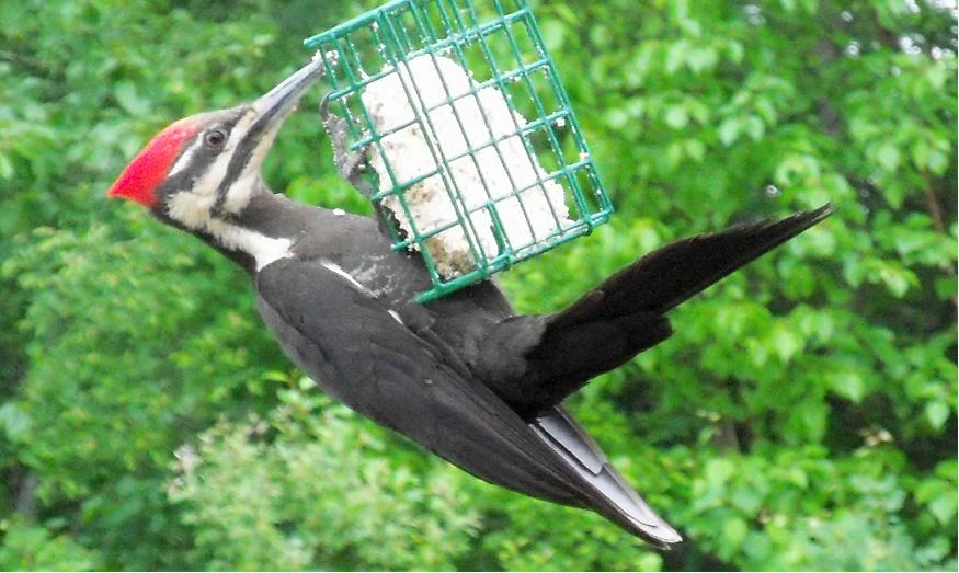 Pileated Woodpecker Feeding