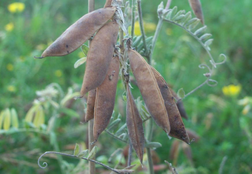 Pods