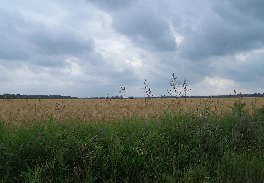 Rain Clouds