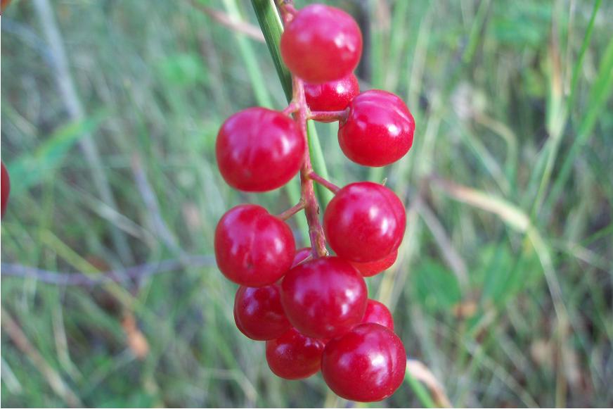 Red Berries