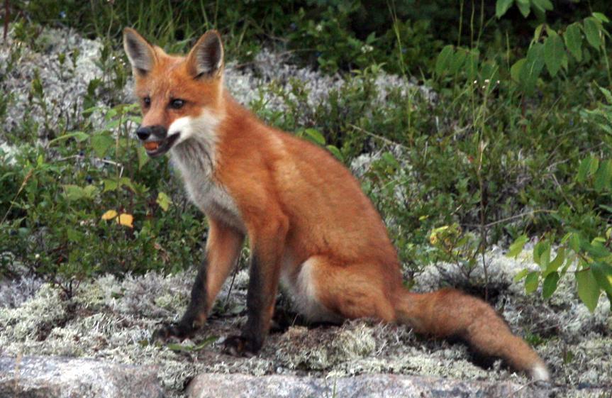 Red Fox, thanks to Louise Smith