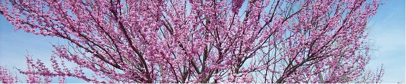 Redbud Tree