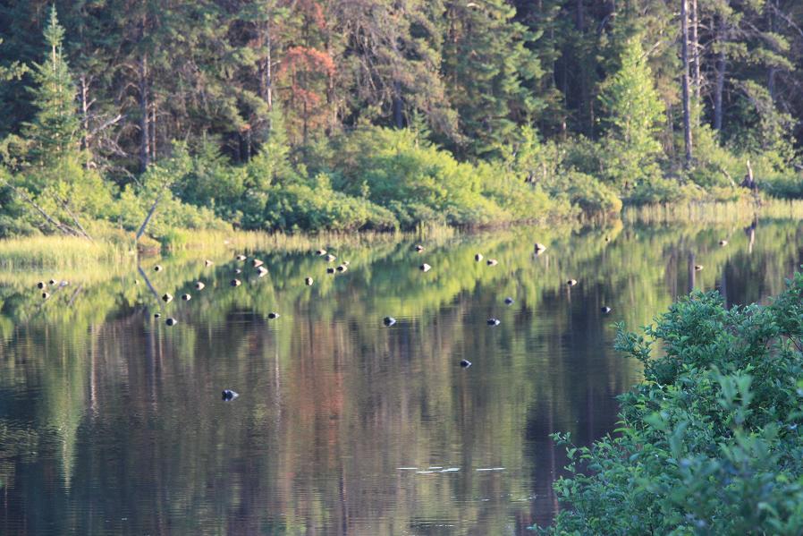 Rozon Lake, thanks to Louise Smith