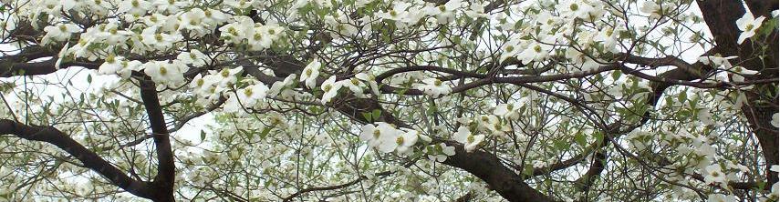 Tree flowering photo, next part