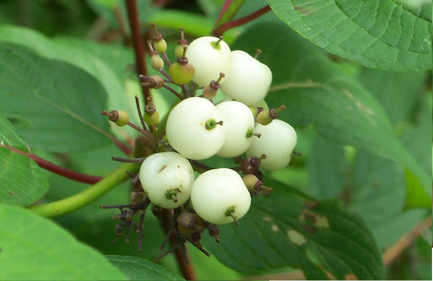 White Berries