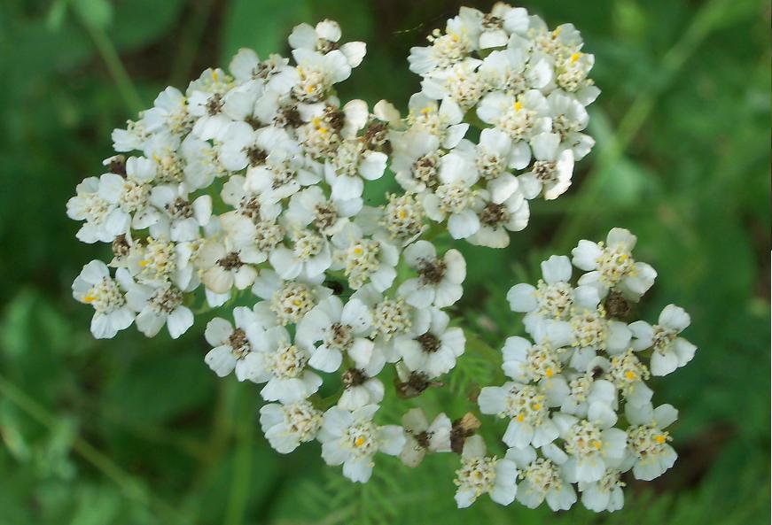 White Cluster