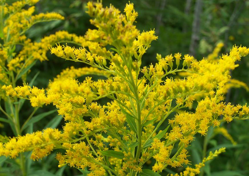 Wicked Wild Yellow Weed