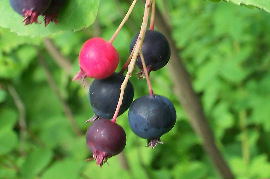 Wild Berries