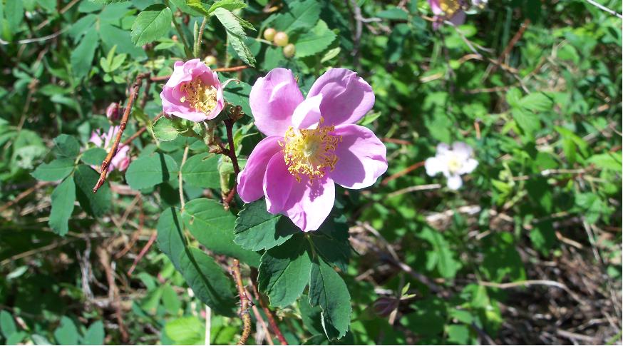 Wild Roses