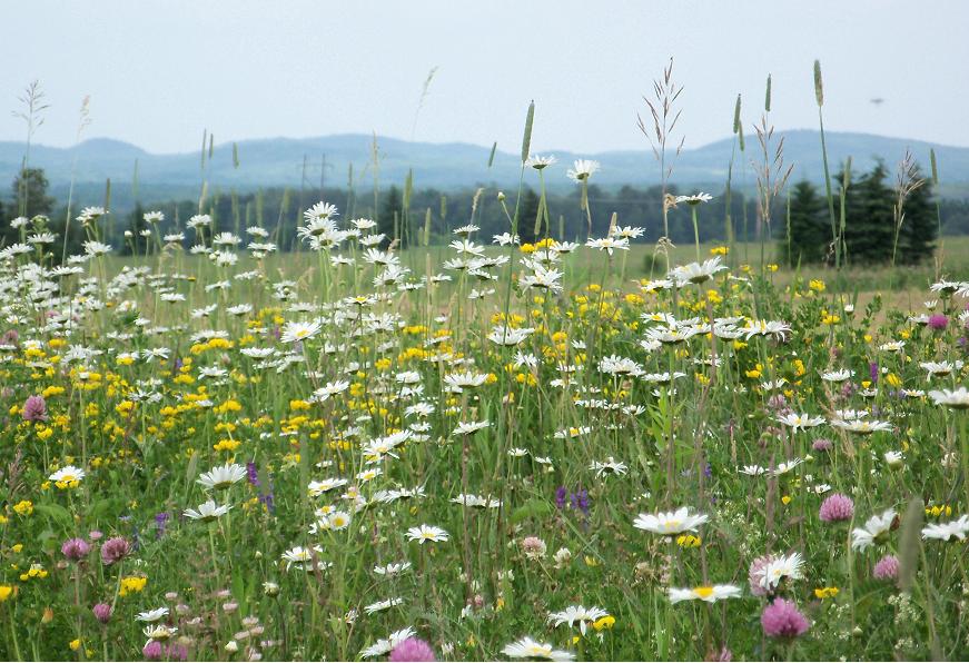 Wildflowers